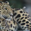 A Bellewaerde, les prénoms des léopards de l'Amour sont...