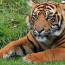 15 000 signatures pour l’interdiction des cirques avec des animaux sauvages à Roncq