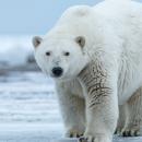 Bientôt des ours polaires à Pairi Daiza
