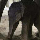 Naissance d'un éléphanteau à Pairi Daiza