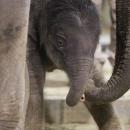 Le nouvel éléphanteau de Pairi Daiza a un prénom