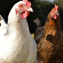 Le Nord, Pas-de-Calais et la Somme en « risque élevé » de grippe aviaire