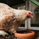 Grippe aviaire : 7 communes du Nord placés en zone de surveillance