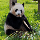Pairi Daiza : le panda Tian Bao reste un an de plus
