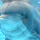 Parc Astérix : le dauphin Femke euthanasié