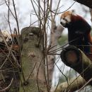 Un panda roux mâle est arrivé au zoo de Lille