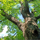 Les 5 départements de la région vont fournir des arbres pour Notre-Dame-de-Paris