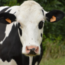Un concours pour élire la plus belle vache des Hauts-de-France