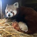 Deux bébés pandas roux nés à Pairi Daiza