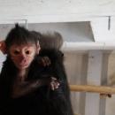 Un bébé singe né au Jardin des Mondes de Pairi Daiza