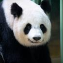 Les deux bébés pandas sont nés au zoo de Beauval