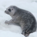 Un phoque du Pôle Nord retrouvé sur une plage du Littoral