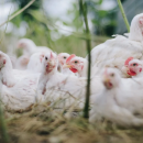 Grippe aviaire : le nord de la métropole lilloise sous surveillance