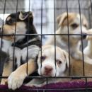 Urgence dans les SPA en saturation, 7 200 animaux à adopter