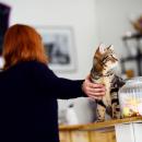 Lille : Le bar à chats va fermer et cherche des adoptants