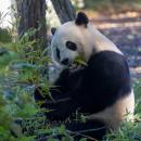 Le panda Tian Bao va rester 1 an de plus à Pairi Daiza