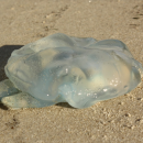 Attention au retour des méduses sur les plages