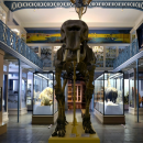 Nouveau record de fréquentation pour le Musée d'Histoire Naturelle de Lille