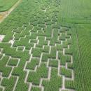 Un labyrinthe géant de maïs ouvre à Avelin