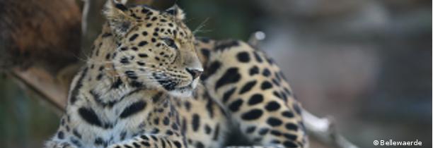 A Bellewaerde, les prénoms des léopards de l'Amour sont...