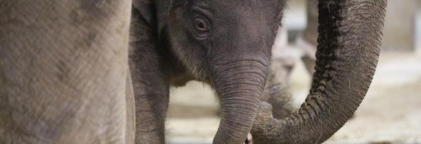 Le nouvel éléphanteau de Pairi Daiza a un prénom
