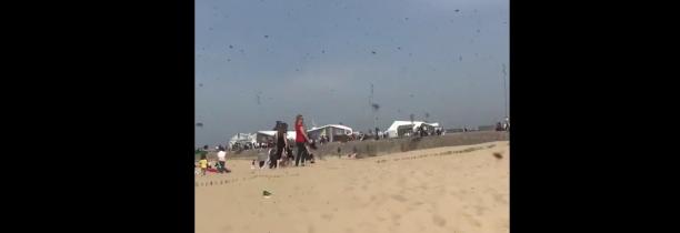 Des milliers de mouches dans le Calaisis