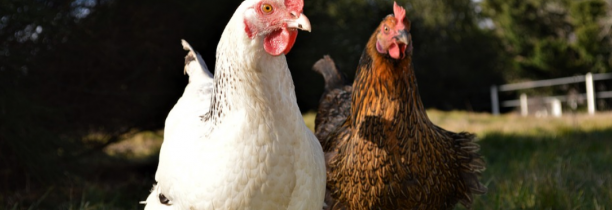 Le Nord, Pas-de-Calais et la Somme en « risque élevé » de grippe aviaire