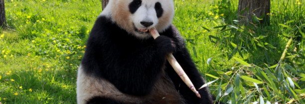 Pairi Daiza : le panda Tian Bao reste un an de plus