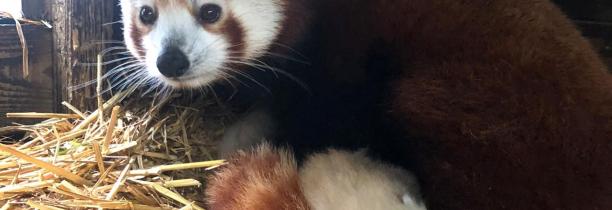 Deux bébés pandas roux nés à Pairi Daiza