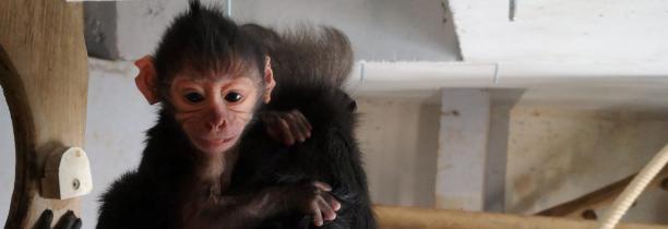 Un bébé singe né au Jardin des Mondes de Pairi Daiza