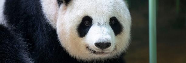 Les deux bébés pandas sont nés au zoo de Beauval