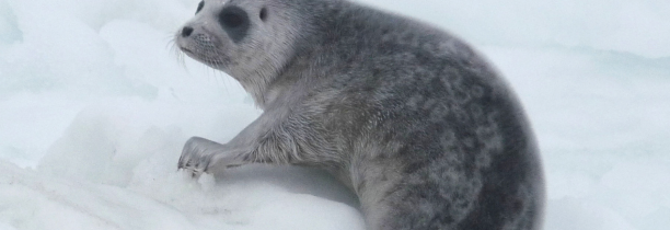 Un phoque du Pôle Nord retrouvé sur une plage du Littoral