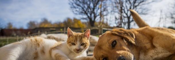 Soins vétérinaires : Lille parmi les villes les moins chères