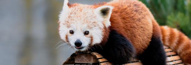 Un week-end pour découvrir les pandas roux au Zoo de Fort-Mardyck
