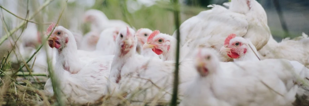Grippe aviaire : le nord de la métropole lilloise sous surveillance