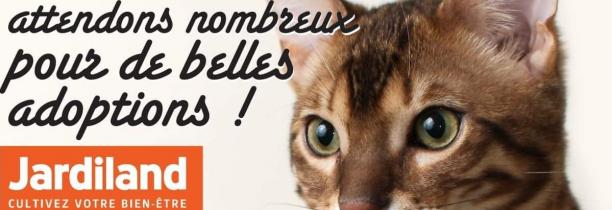 Un week-end pour adopter un chat à Marcq-en-Barœul