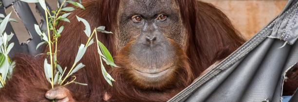 Deux nouvelles orangs-outans arrivées à Pairi Daiza
