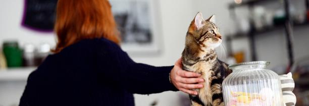 Lille : Le bar à chats va fermer et cherche des adoptants