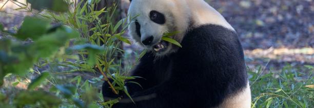 Le panda Tian Bao va rester 1 an de plus à Pairi Daiza