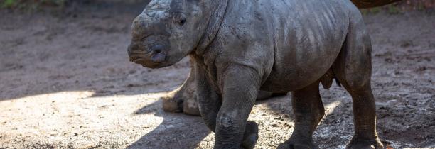 Un rhinocéros blanc est né à Pairi Daiza
