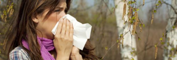 Alerte aux allergies de bouleau dans les Hauts-de-France