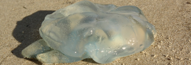 Attention au retour des méduses sur les plages