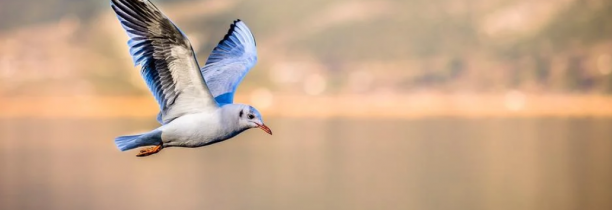 Interdiction d'approcher les oiseaux sur le littoral du Pas-de-Calais