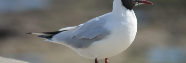 Grippe aviaire : toutes les communes du littoral concernées par l'arrêté dans le Pas-de-Calais