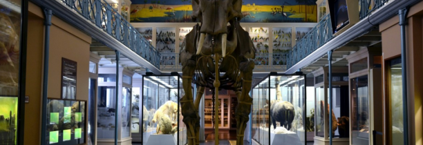 Nouveau record de fréquentation pour le Musée d'Histoire Naturelle de Lille