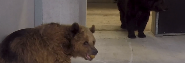 Deux ours venus d'Ukraine sont arrivés à Bellewaerde Park