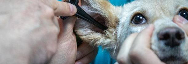 Les soins vétérinaires sont moins chers dans la métropole lilloise