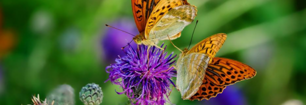 Une vingtaine d'espèces de papillons disparue dans la région en 20 ans