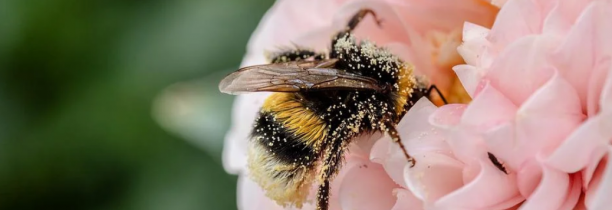 La Ville de Lille cherche à compter ses abeilles