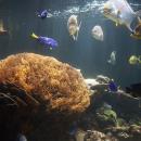 Nausicaa sensibilise à la protection des fonds marins